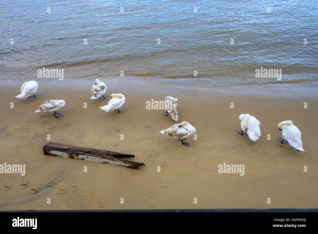 Cigni muti (Cygnus olor) adulti e immaturi, preening e riposando sulla spiaggia sulla riva sud del Tamigi nel centro di Londra con la bassa marea Foto Stock