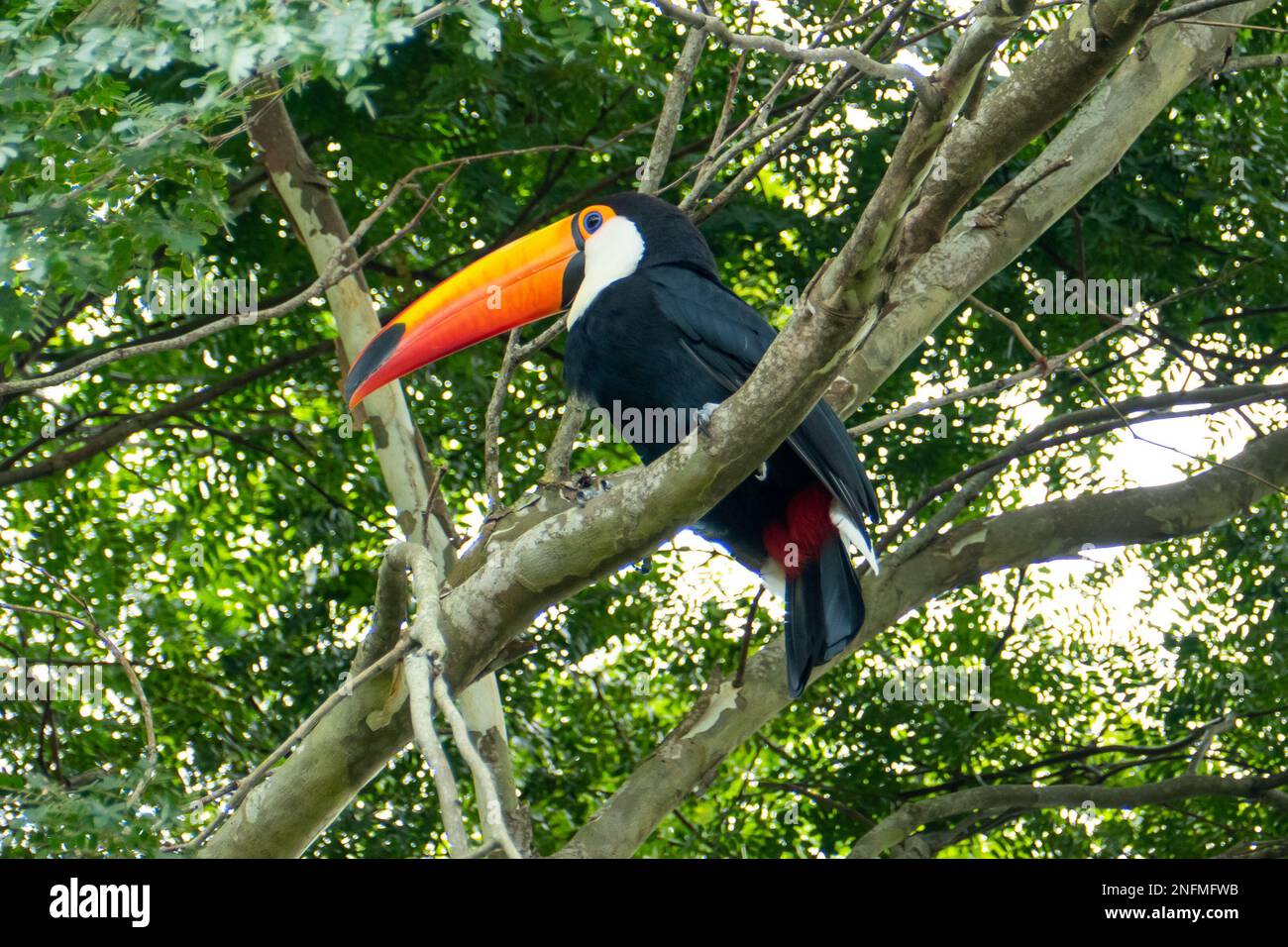 Toucan nella foresta brasiliana. Fotografato Nello Stato Di Espirito Santo, Brasile. Foto Stock
