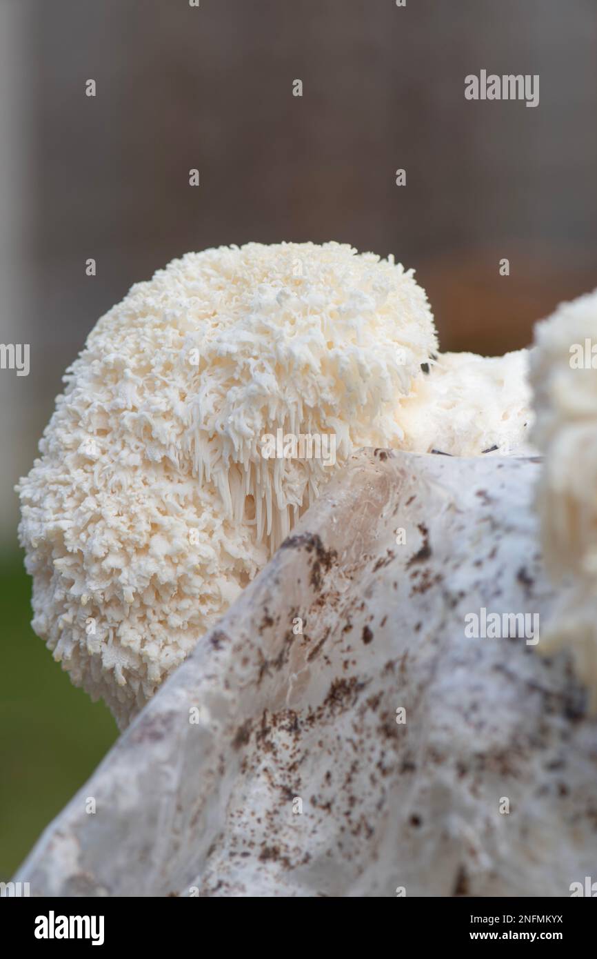 Mane Fungus del Leone: Hericium erinaceus. Coltivato in blocco di composto seminato in casa. Foto Stock