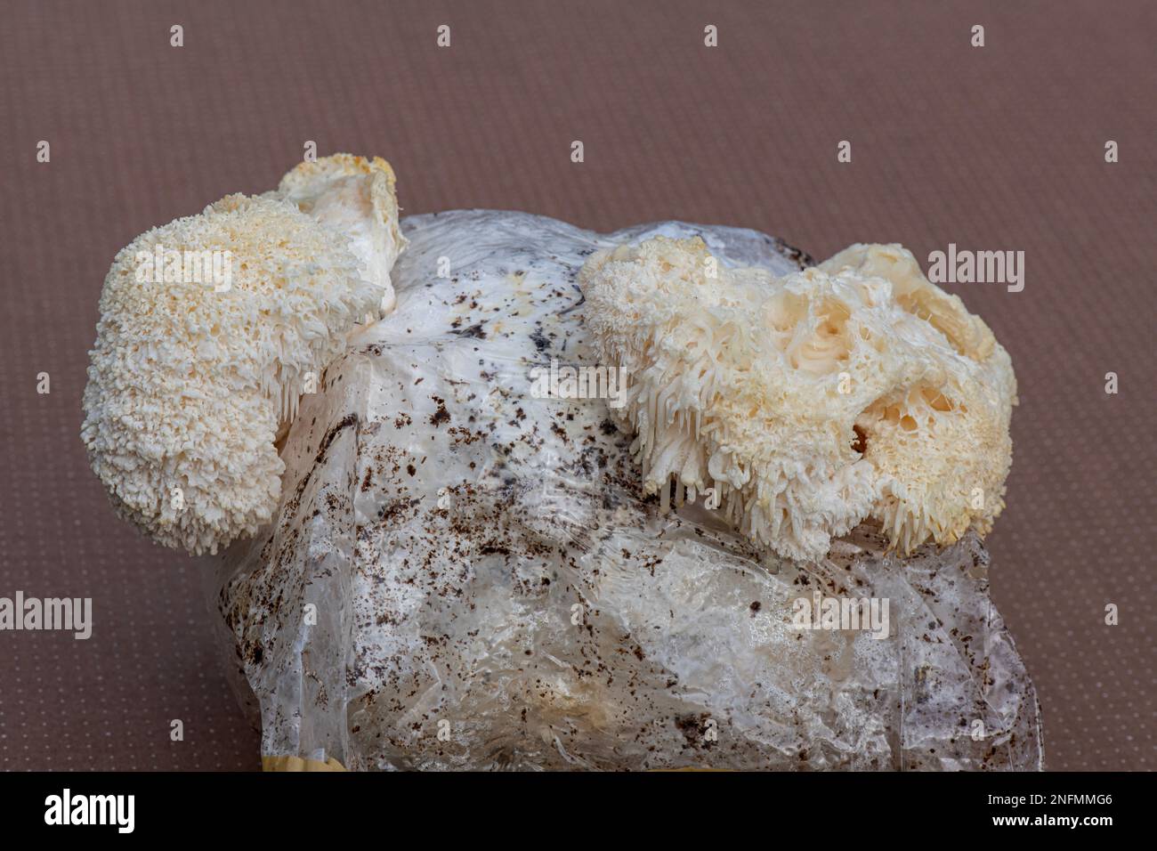 Mane Fungus del Leone: Hericium erinaceus. Coltivato in blocco di composto seminato in casa. Foto Stock