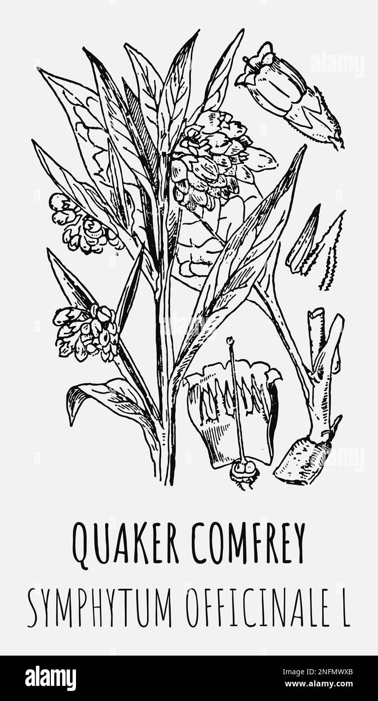 Disegni di QUAKER COMFREY. Illustrazione disegnata a mano. Nome latino SYMPHYTUM OFFICINALE L. Foto Stock
