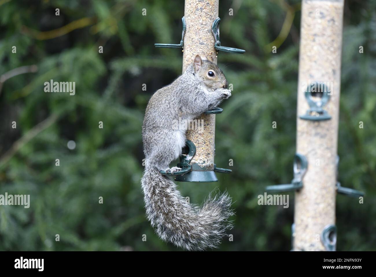 Primo piano immagine di uno scoiattolo grigio (Sciurus carolinensis) in piedi su un piolo di un Bird Seed Feeder, Front Paws per affrontare mangiare seme in Right-Profile, UK Foto Stock