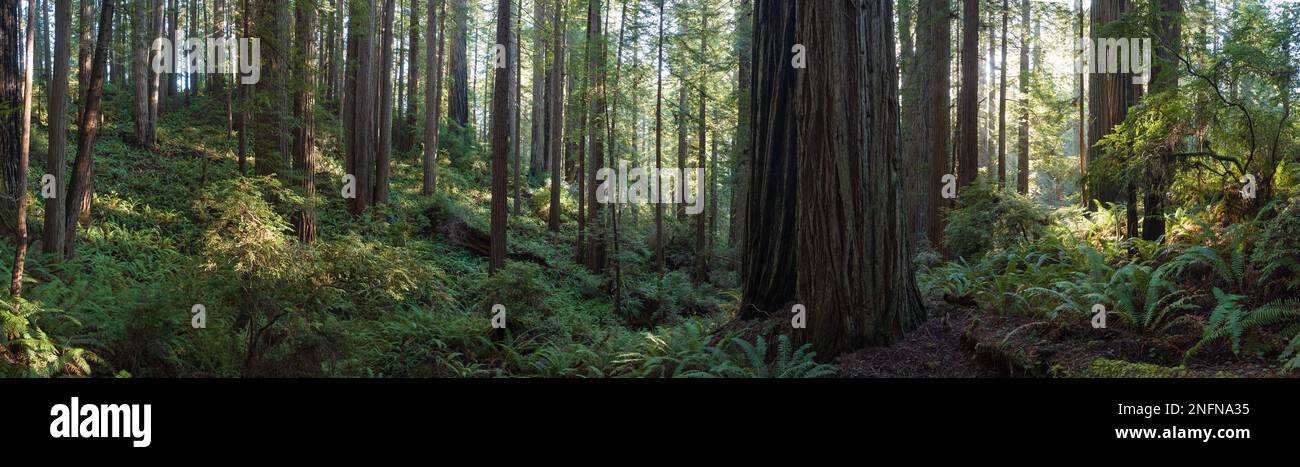 Gli alberi di sequoia, Sequoia sempervirens, prosperano in una vecchia foresta della California del nord. Questi incredibili alberi sono i più alti della Terra. Foto Stock