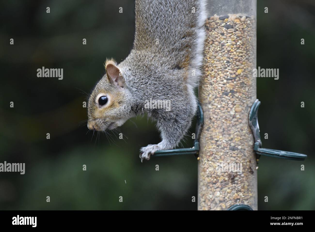 Primo piano immagine della testa e dei piedi di uno scoiattolo grigio (Sciurus carolinensis) a profilo sinistro, con i piedi sui piedini di un alimentatore di semi di uccello nel Regno Unito Foto Stock