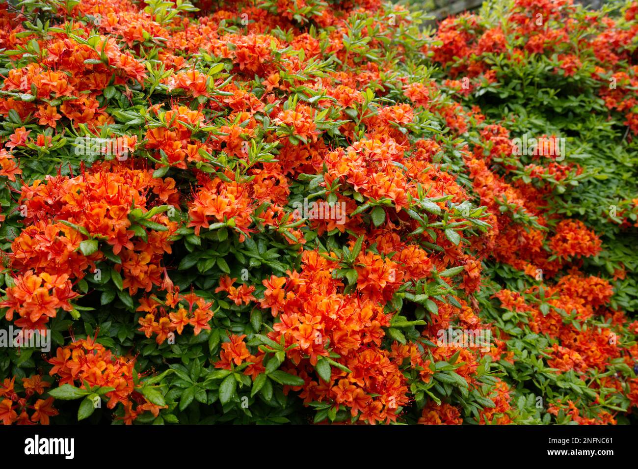 Incredibile esposizione di inizio estate dal contrasto di brillanti fiori di azalea rosso / arancione e verde brillante fogliame in un giardino irlandese maggio Foto Stock