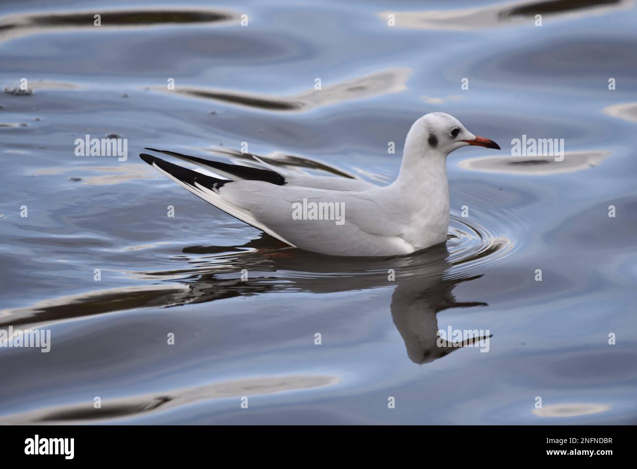 Primo piano immagine di un gabbiano dalla testa nera (Chromicocephalus ridibundus) in piumaggio invernale, nuoto da sinistra a destra, con coda in alto, su acqua dolce blu ondulata Foto Stock