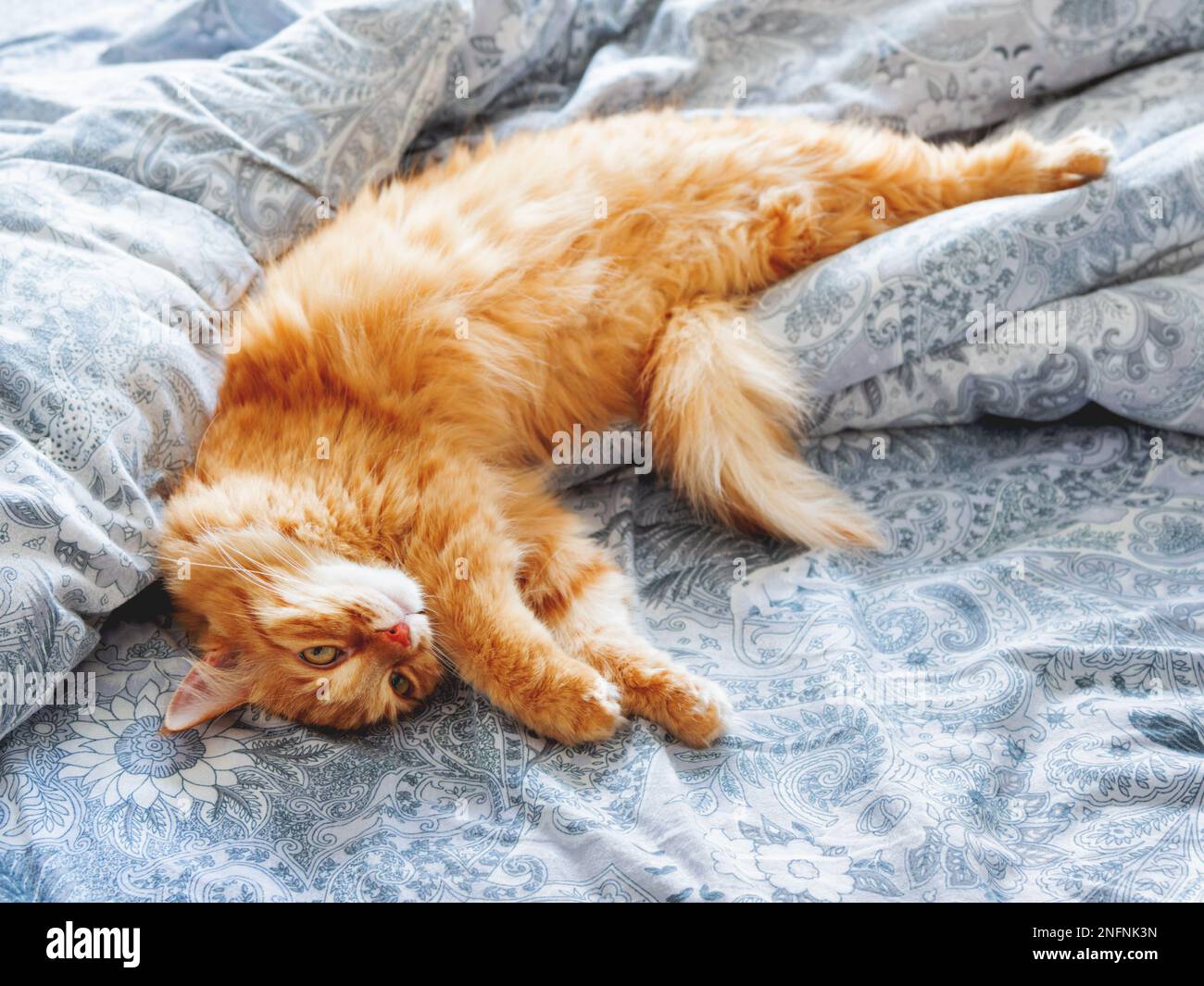 Carino zenzero gatto sdraiato a letto. L'animale domestico morbido sembra curioso. Accogliente sfondo casa. Foto Stock