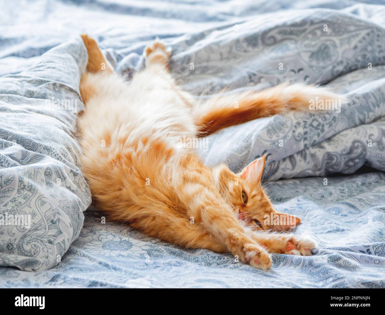 Carino zenzero gatto sdraiato a letto. Stretching morbido. Accogliente sfondo casa, mattina notte a letto. Foto Stock