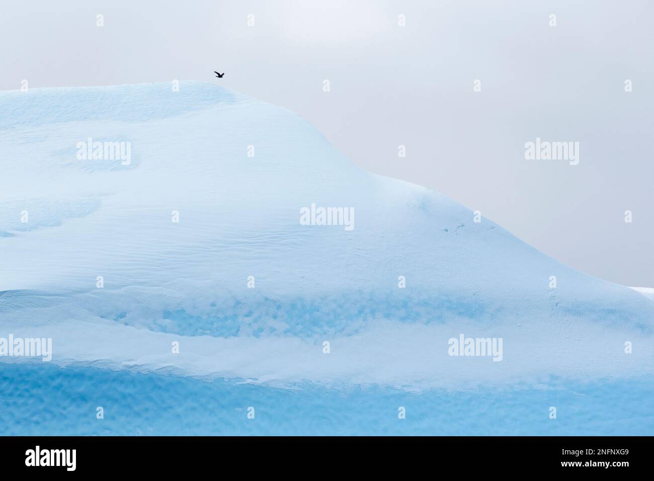 Grande iceberg bianco e blu. Coperto parzialmente di neve, che mostra il ghiaccio turchese. Un uccello nero vola sopra. Ilulisaat, Baia di Disko, Groenlandia Foto Stock