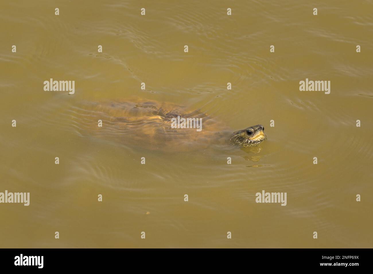 terrapin in stagno Foto Stock