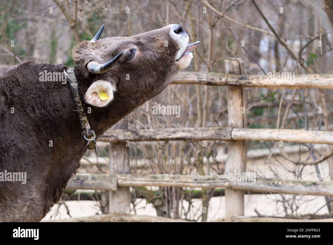 Ritratto del Braunvieh originale. Il Braunvieh originale è una razza bovina e lattiera a doppio scopo. Foto Stock