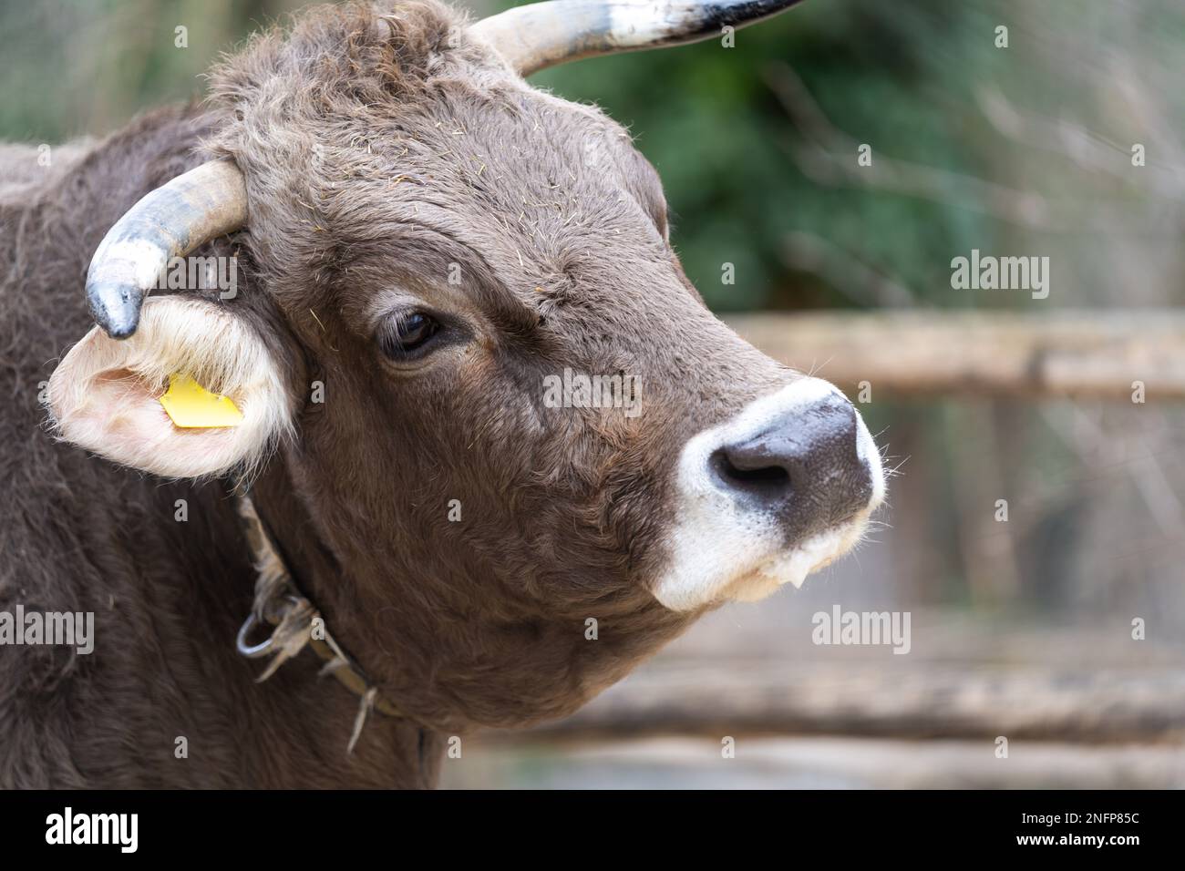 Ritratto del Braunvieh originale. Il Braunvieh originale è una razza bovina e lattiera a doppio scopo. Foto Stock