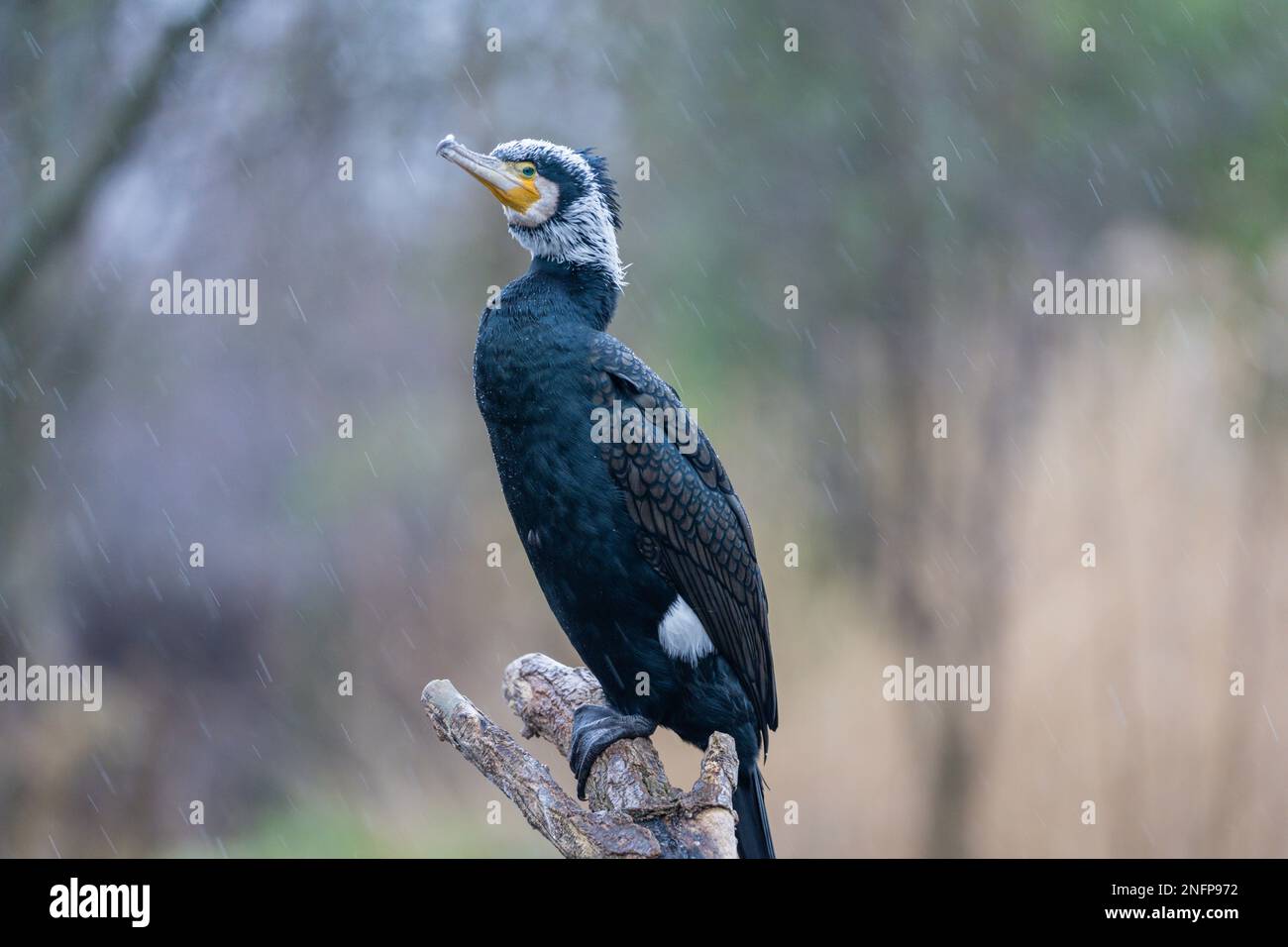 Adulto cormorano grande (Phalacrocorax carbo) in piumaggio di allevamento. Conosciuto anche come grande cormorano nero, cormorano grande, shag nero e cormorano nero Foto Stock