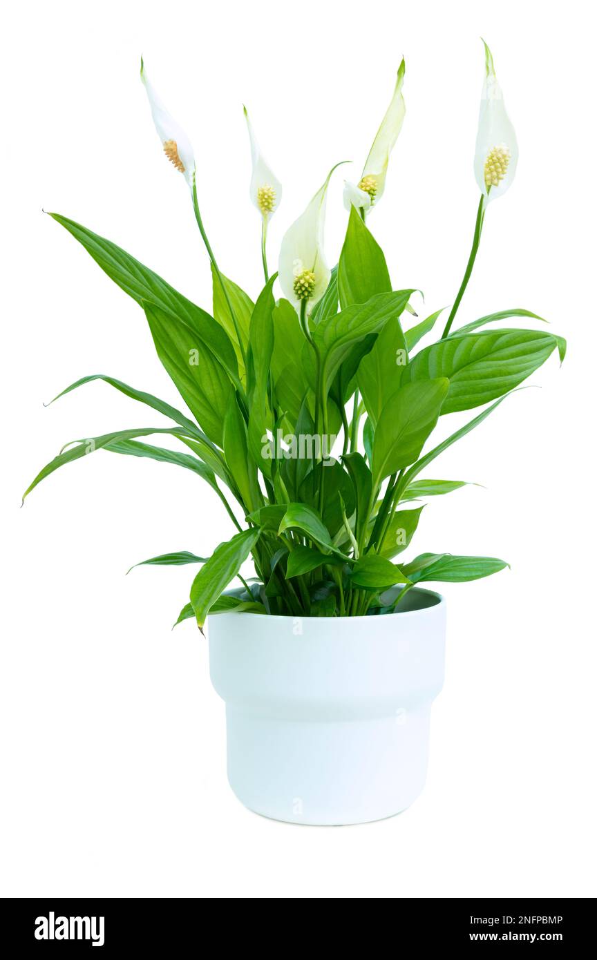 Pace Lily SPATHIPHYLLUM pianta della casa pianta della pianta della pianta della pianta della pianta della pianta della foglia perenne in vaso sui gambi sottili in una pentola bianca su uno sfondo bianco Foto Stock