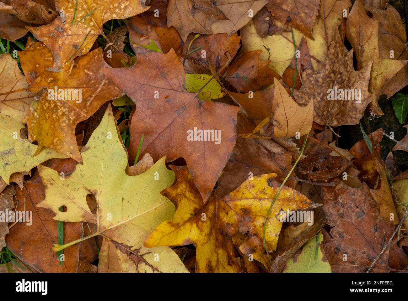 Foglie di autunno Foto Stock