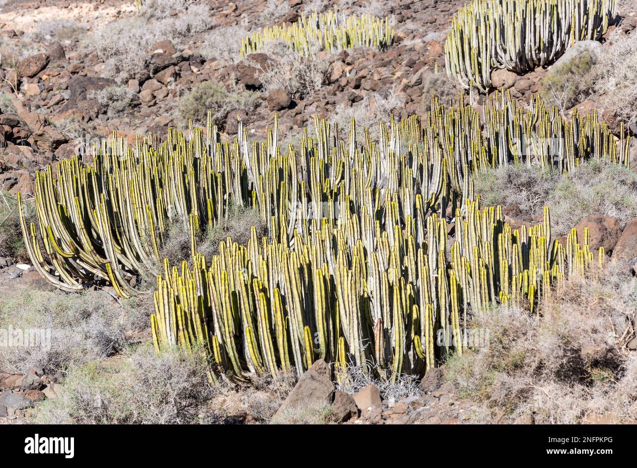 Grumi di succulenti, euforbia, lungo la strada per la spiaggia di Cofete, Fuerteventura Foto Stock