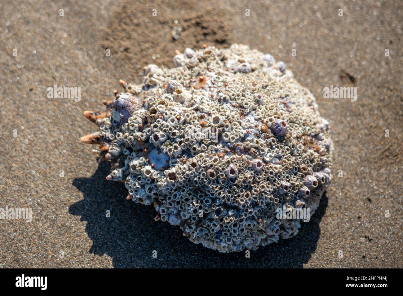 Granseola shell sulla sabbia a vasta oasi Foto Stock