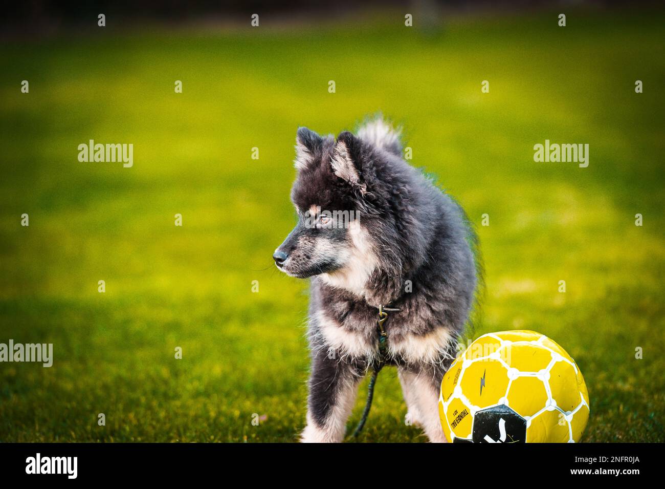 un cucciolo carino che gioca e corre liberamente. Un Lapphund finlandese che è felice di correre in giro. il cane è il migliore amico dell'uomo Foto Stock