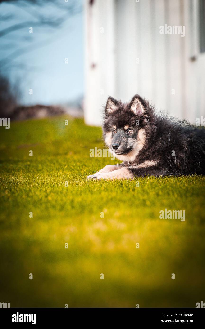 un cucciolo carino che gioca e corre liberamente. Un Lapphund finlandese che è felice di correre in giro. il cane è il migliore amico dell'uomo Foto Stock