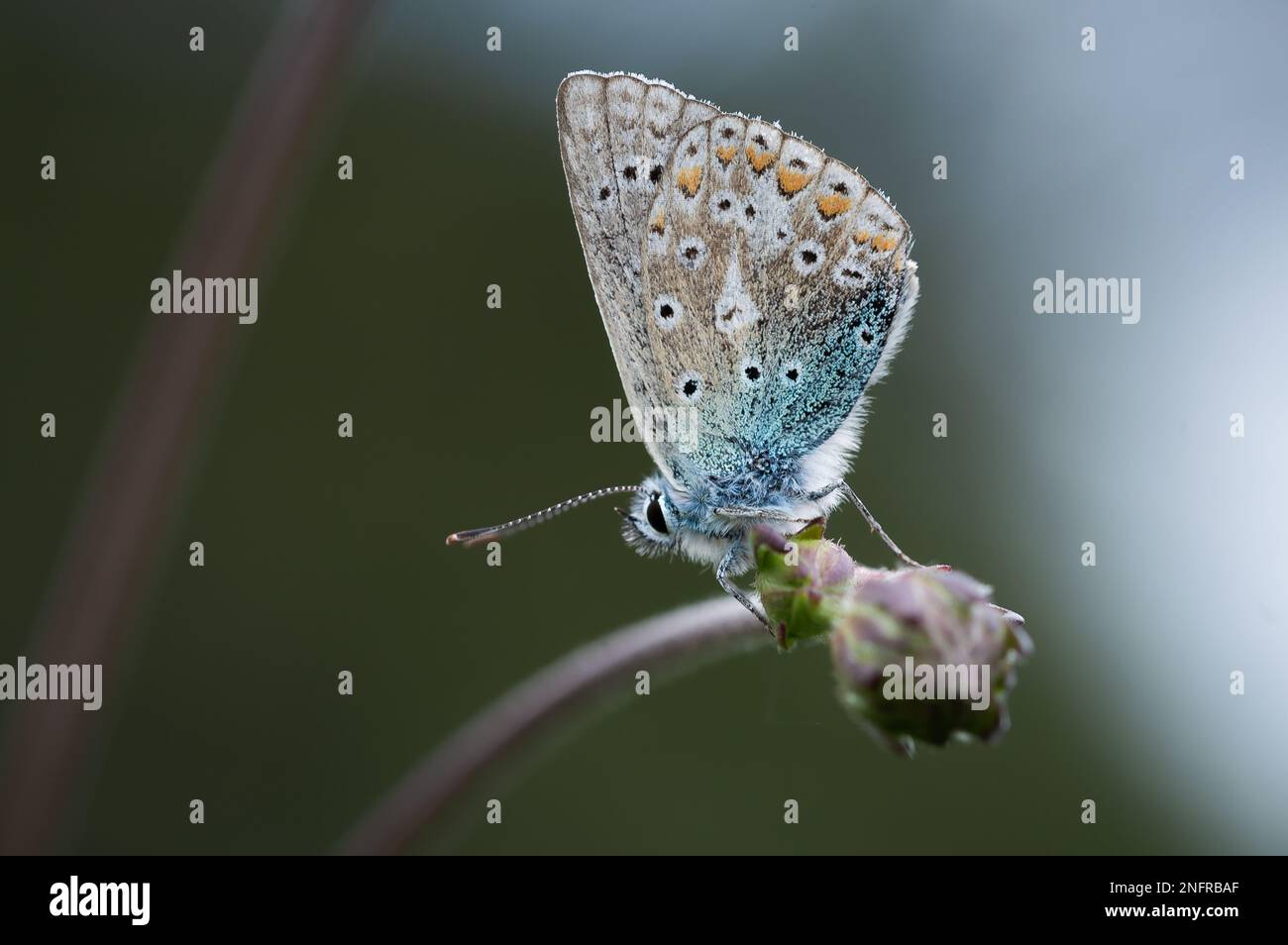 Farfalla blu comune su un germoglio di fiori Foto Stock