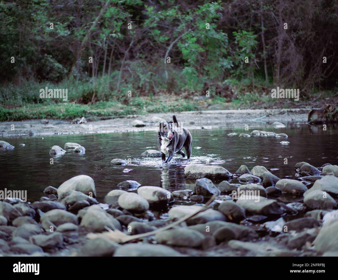 Un terrier di pitbull bianco e nero che attraversa il fiume roccioso Foto Stock