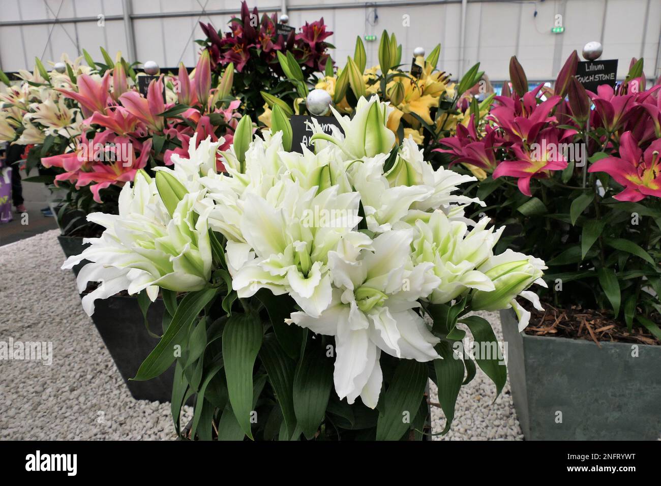 Gigli, piante erbacee fiorite che crescono da bulbi, grandi fiori prominenti, Foto Stock