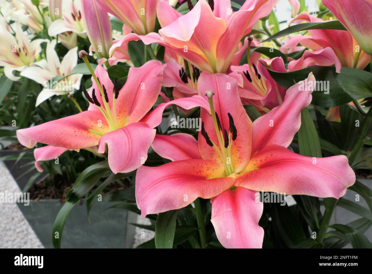 Gigli, piante erbacee fiorite che crescono da bulbi, grandi fiori prominenti, Foto Stock