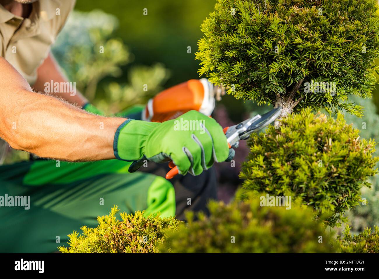 Primo piano della mano del giardiniere professionista con le cesoie di Pruning che tagliano l'albero decorativo. Giardino manutenzione del paesaggio. Foto Stock