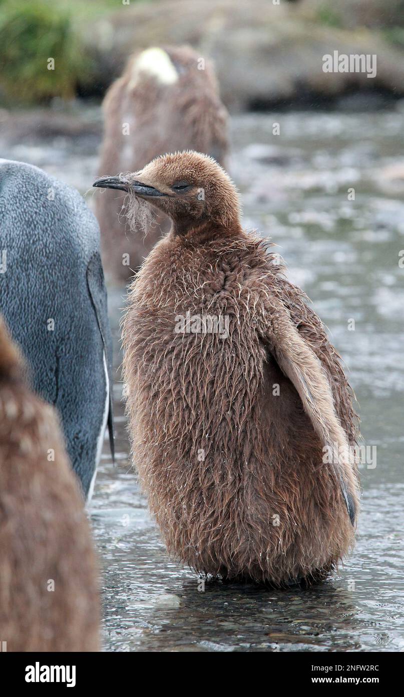 Da vicino e personale con l'imperatore Pinguini in Antartide Foto Stock