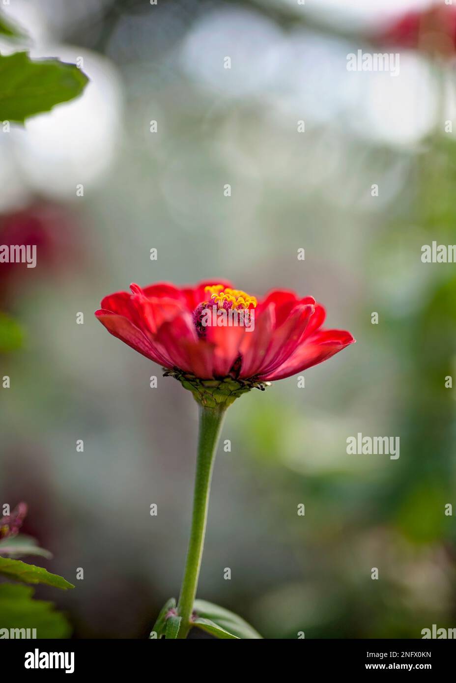 Zinnia fiore rosa scuro. Dahlia gigante Foto Stock