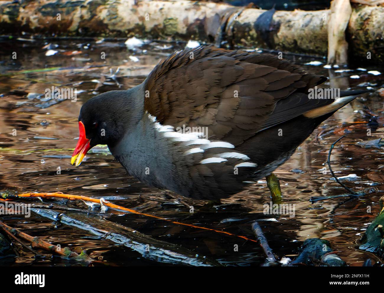 Uccelli acquatici in una riserva naturale Foto Stock