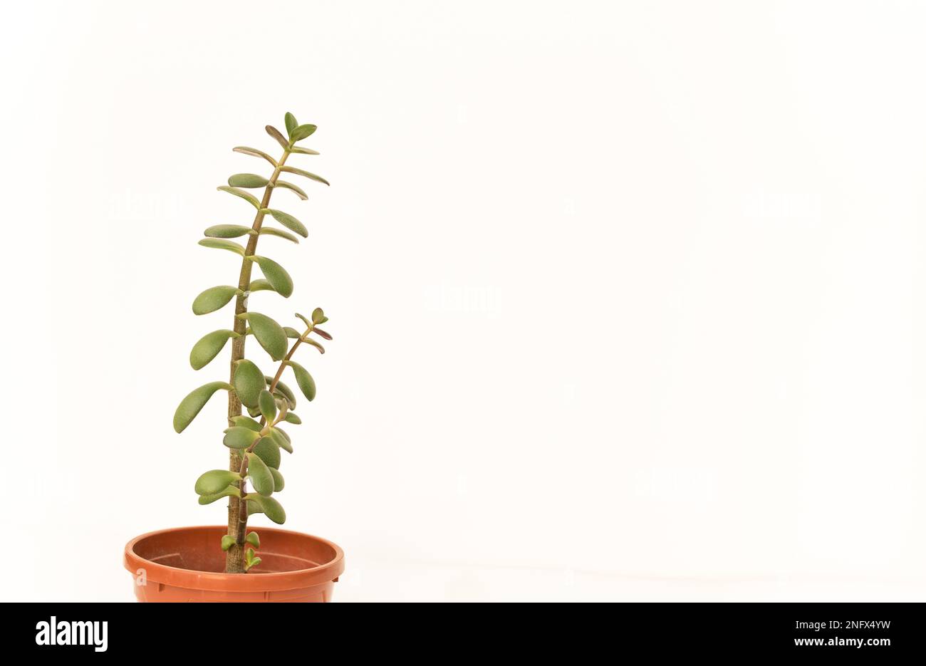 albero di giada nel vaso e sfondo bianco Foto Stock