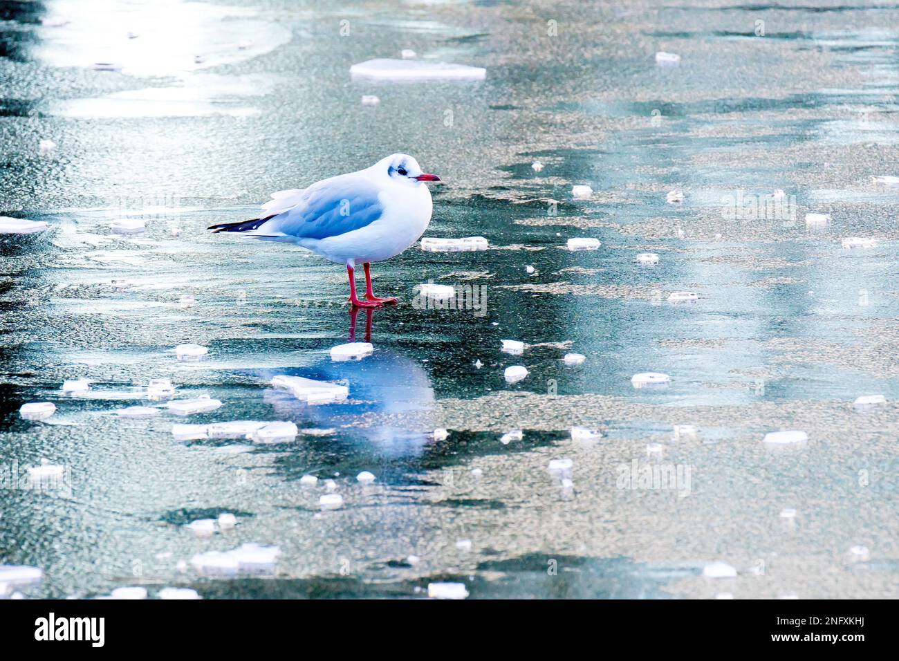 Gabbiano piccolo (hyrocoloeus minutus), primo piano di un uccello solitario nel suo piumaggio invernale in piedi sulla superficie ghiacciata di uno stagno. Foto Stock