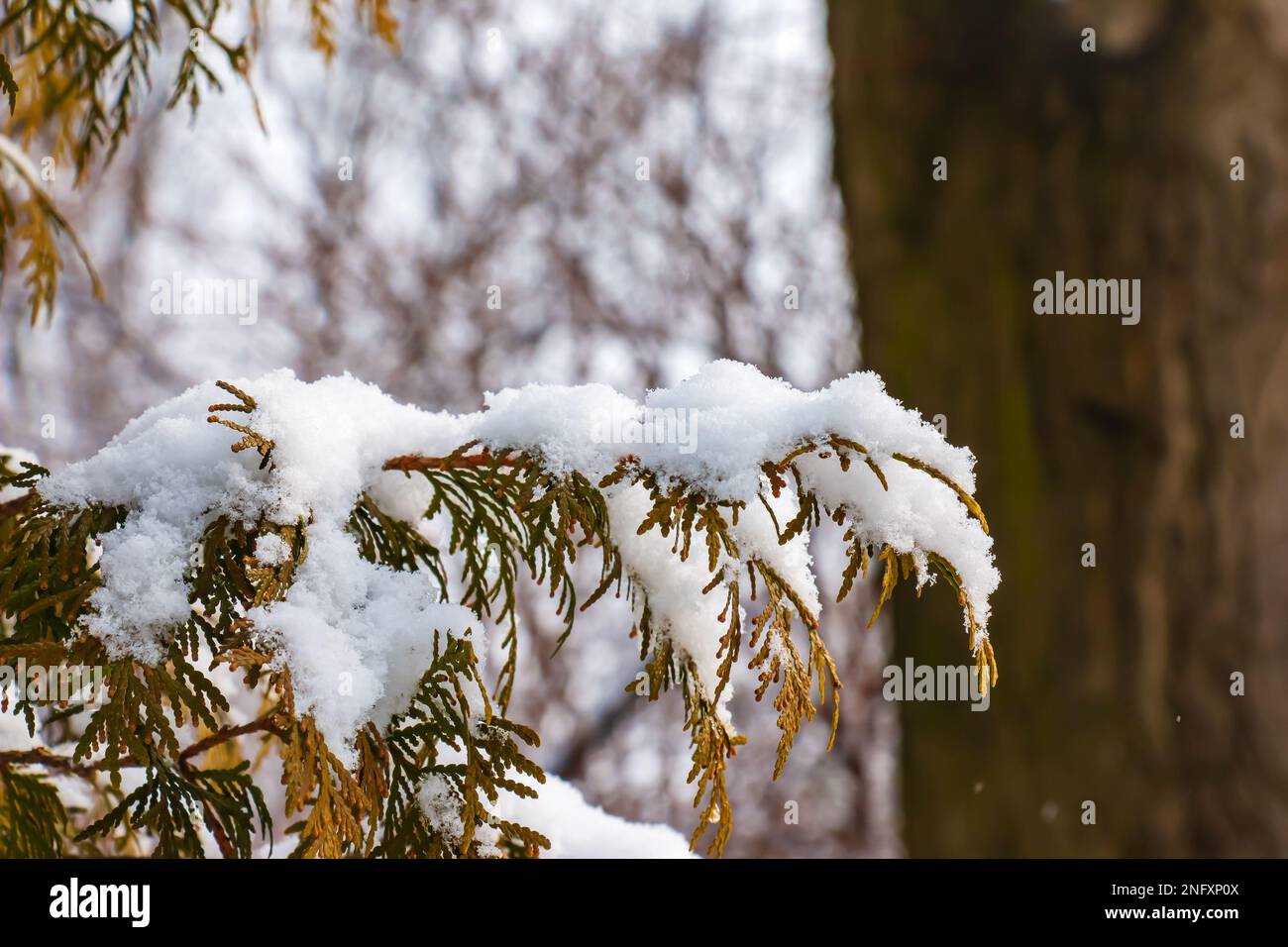 Thuja standishii AUTO nella neve. Inverno, verdi cespugli di thuja coperti di neve bianca Foto Stock