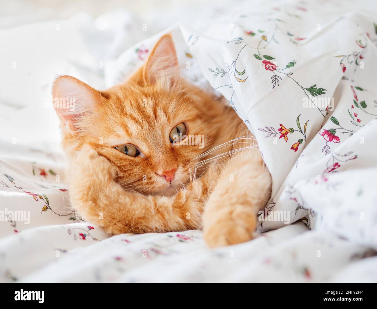 Carino gatto zenzero sdraiato a letto sotto la coperta. Un animale domestico morbido e divertente. Accogliente sfondo casa, mattina notte a letto. Foto Stock