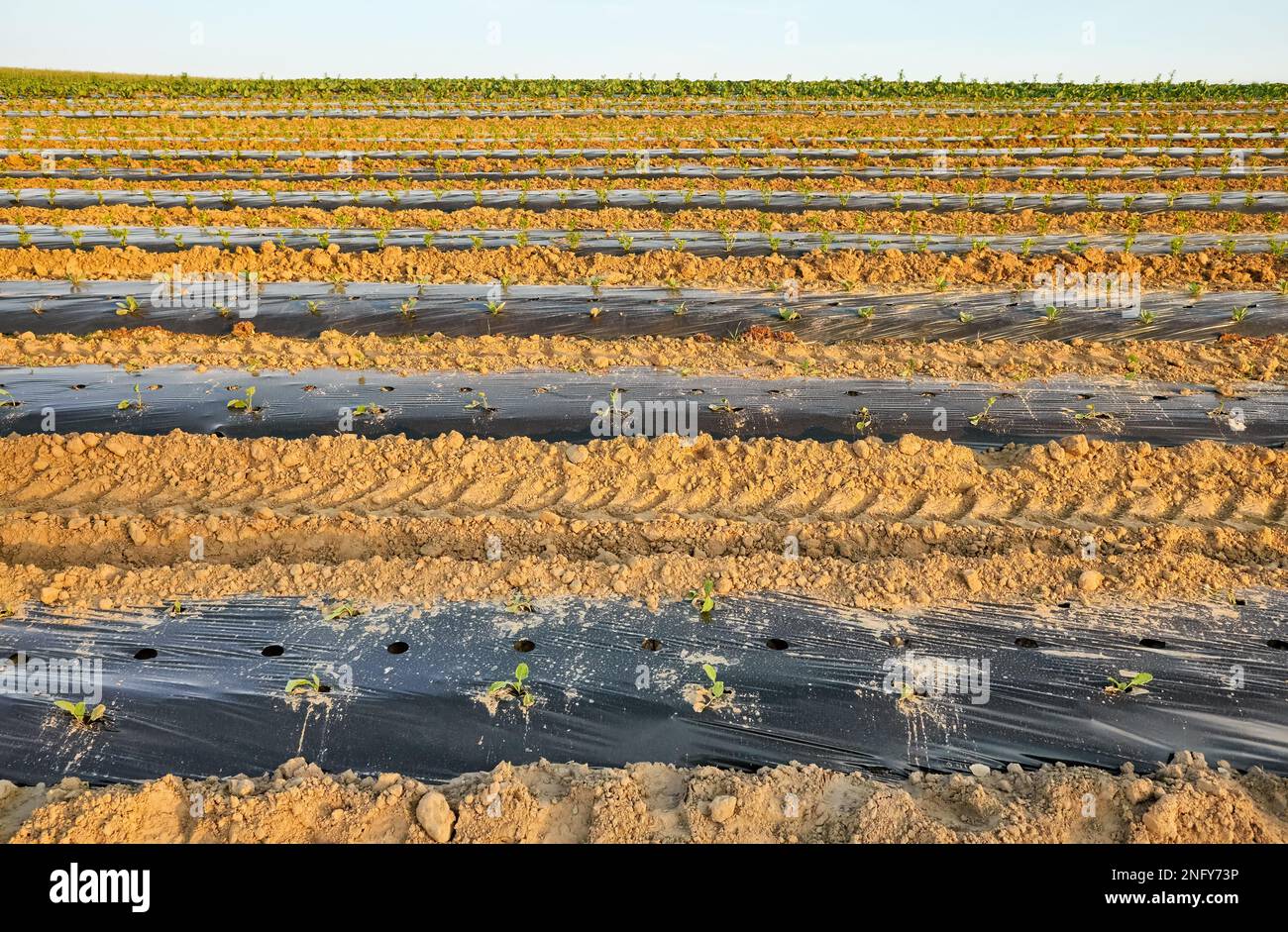 Campo vegetale biologico con cerotti ricoperti di pacciame di plastica al tramonto. Foto Stock