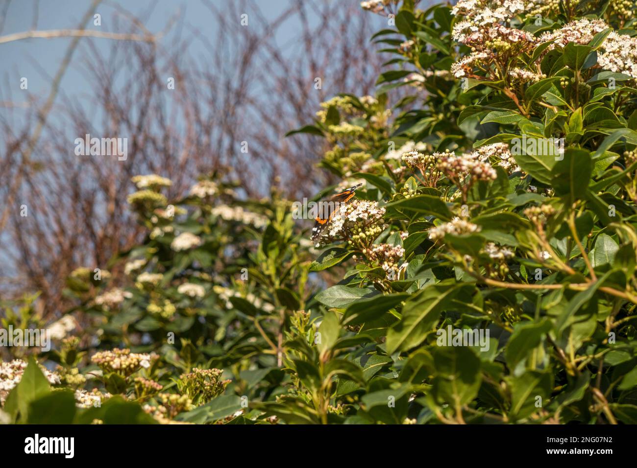 Regno Unito, Inghilterra, Devon. 17th febbraio. Cottage Garden in inverno. Una farfalla dell'Ammiraglio Rosso su Viburnum tinus. Foto Stock