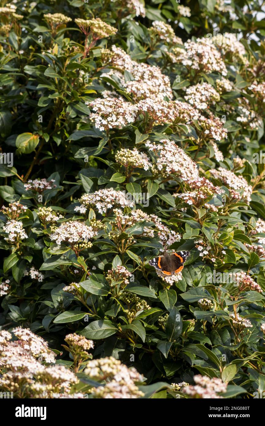 Regno Unito, Inghilterra, Devon. 17th febbraio. Cottage Garden in inverno. Una farfalla dell'Ammiraglio Rosso su Viburnum tinus. Foto Stock