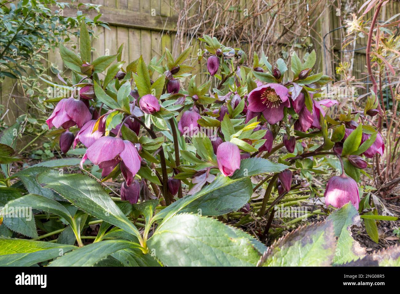 Regno Unito, Inghilterra, Devon. 17th febbraio. Cottage Garden in inverno. Hellebornes fioritura. Foto Stock