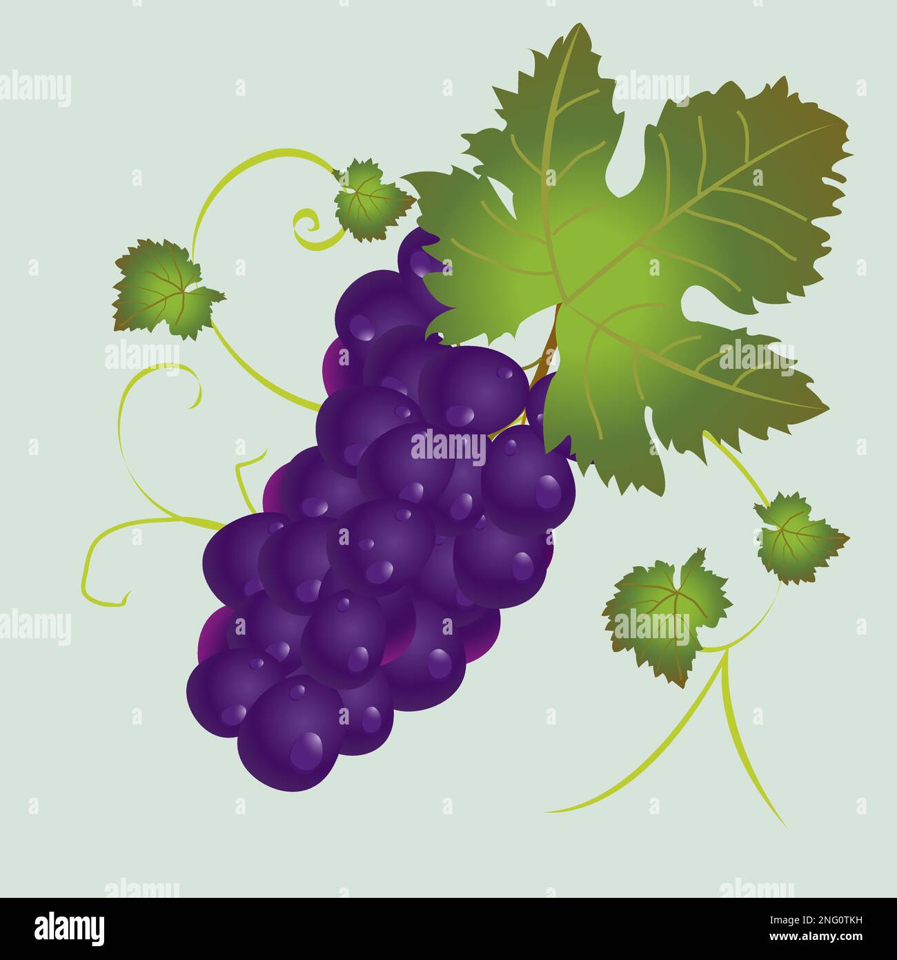 Isolate le uve viola con foglie e nice background Illustrazione Vettoriale