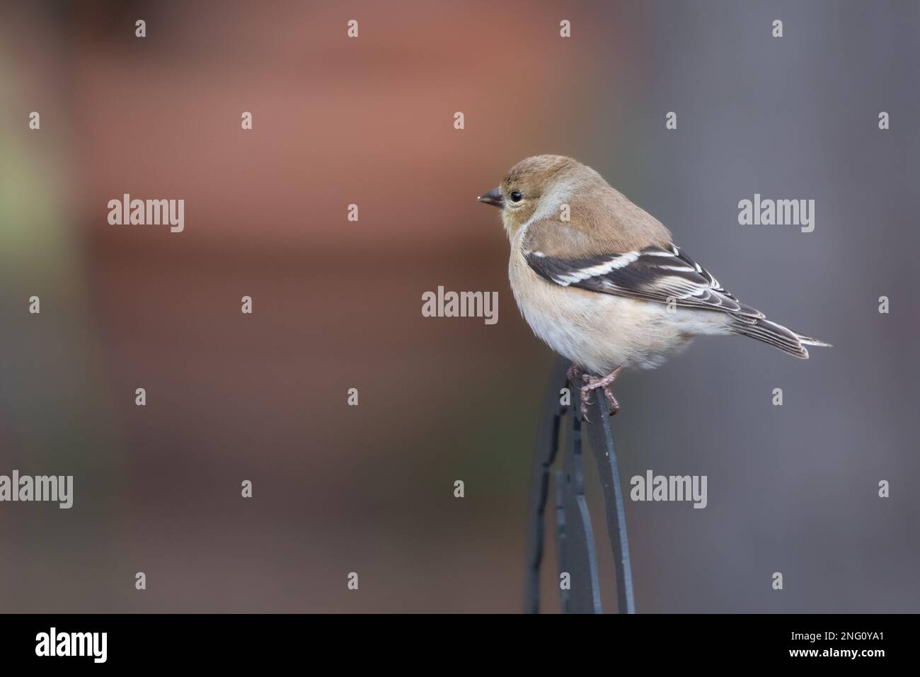 Un goldfinch americano che si appende su un alimentatore di fronte ad un vaso di fiori fuori fuoco. Foto Stock