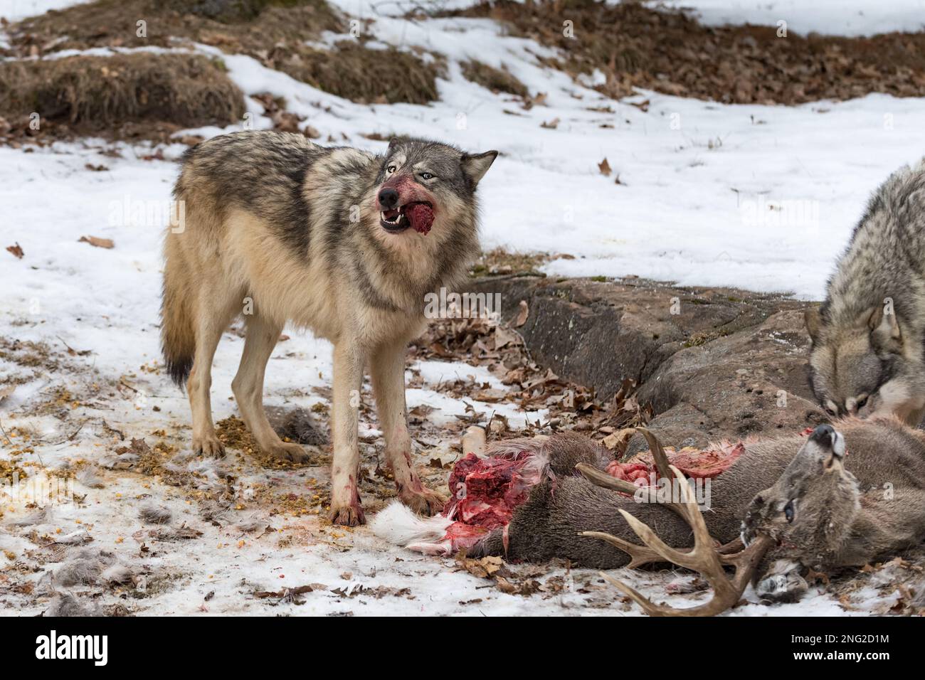 Lupo grigio (Canis lupus) Guanti su pezzo di carne da White Tail Deer Corpse Winter - animali prigionieri Foto Stock