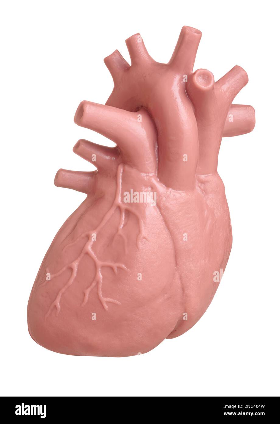 Modello di cuore umano isolato su sfondo bianco da vicino. Il concetto di cardiologia, assistenza sanitaria, trapianto di organi umani Foto Stock