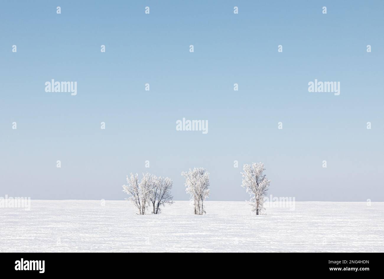 Quattro alberi ricoperti di gelo nella prateria del South Dakota in una giornata invernale soleggiata Foto Stock