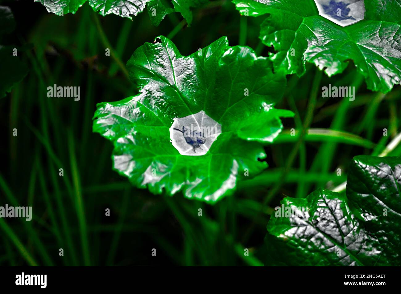 Piante verdi raccolta di acqua nelle loro foglie Foto Stock