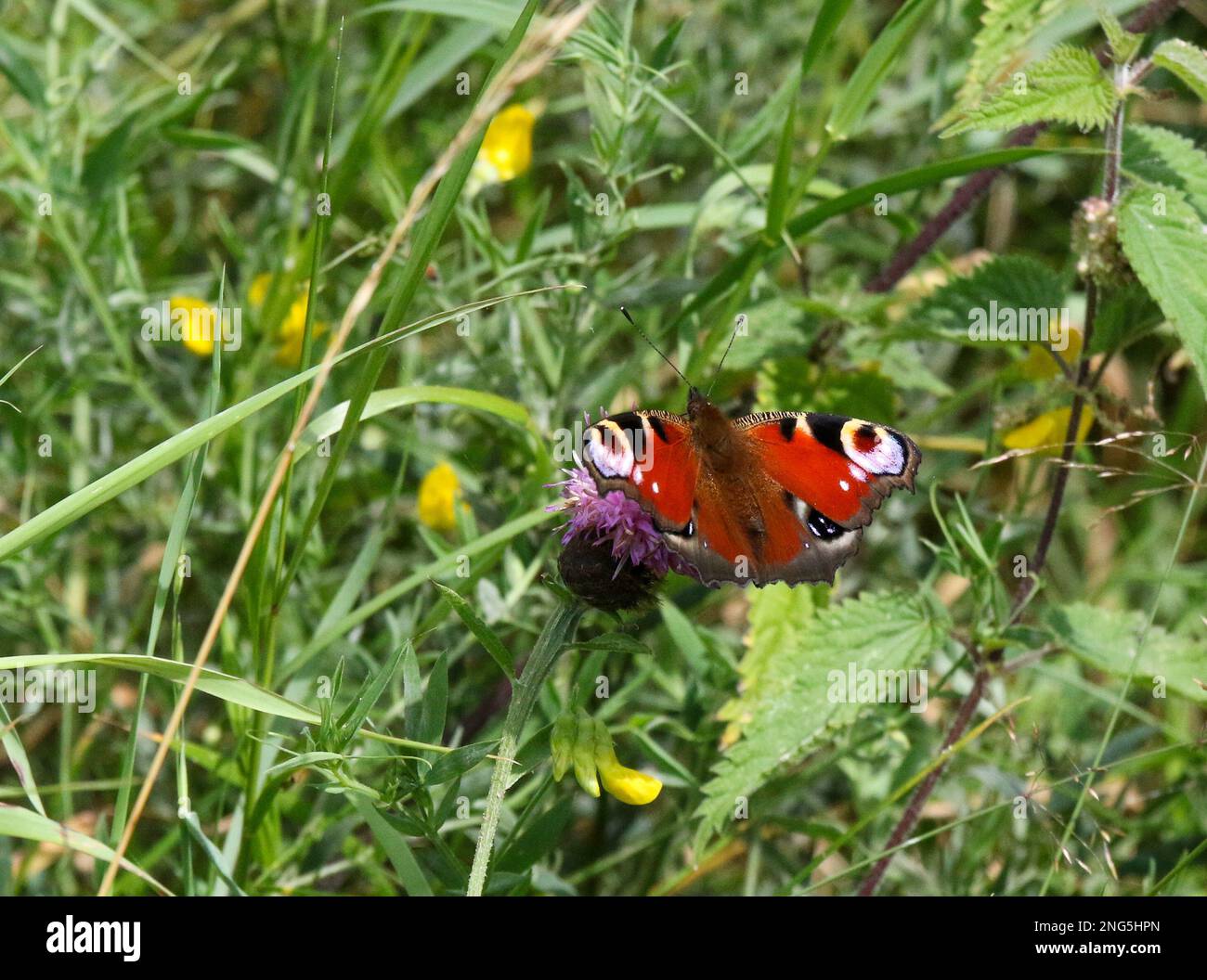 Aglais io fiore viola. Farfalla di Peacock outstreted ali lato superiore che riposa su fiore viola nel sole di agosto Regno Unito. Foto Stock