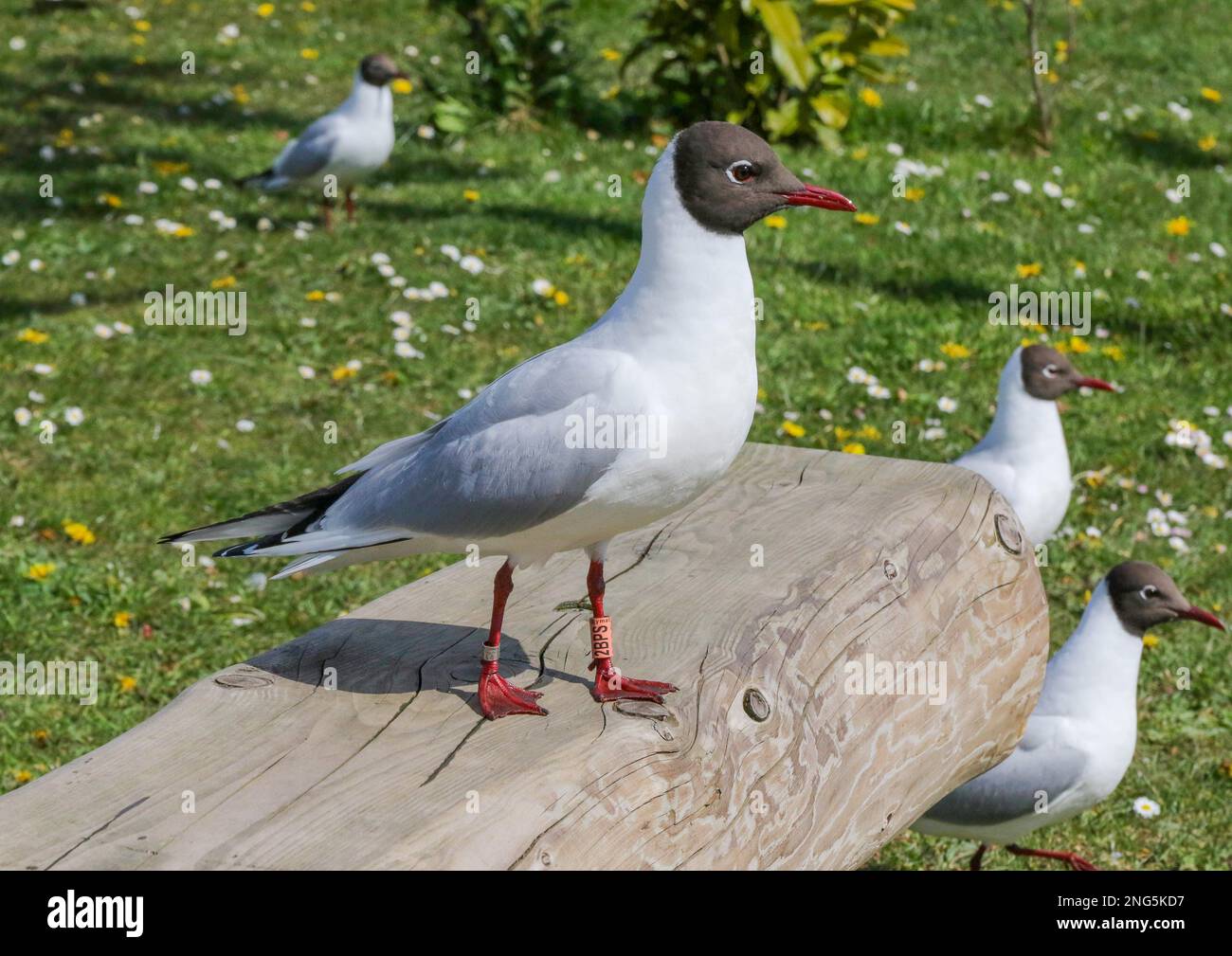 Gull.UK Chroicocephalus ridibundus, gull testa nera con anelli su entrambe le gambe. Foto Stock