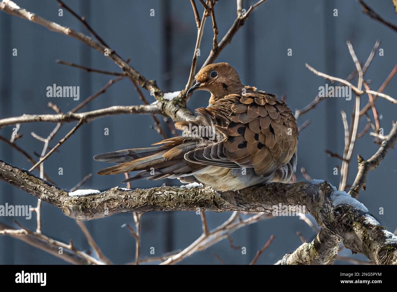 Colomba lutto (Zenaida macroura) Una colomba aggraziata che vive in tutto il continente nordamericano. Una mattina gelida alla ricerca di cibo. Foto Stock