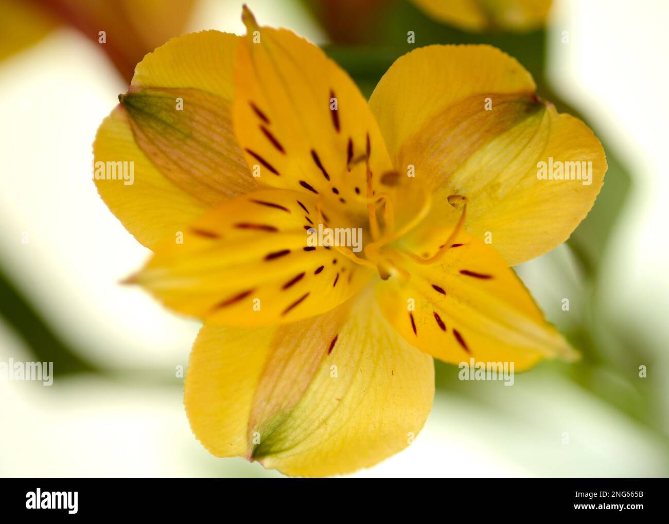 Immagine di primo piano di un fiore giallo di Alstroemeria su sfondo bianco illuminato Foto Stock