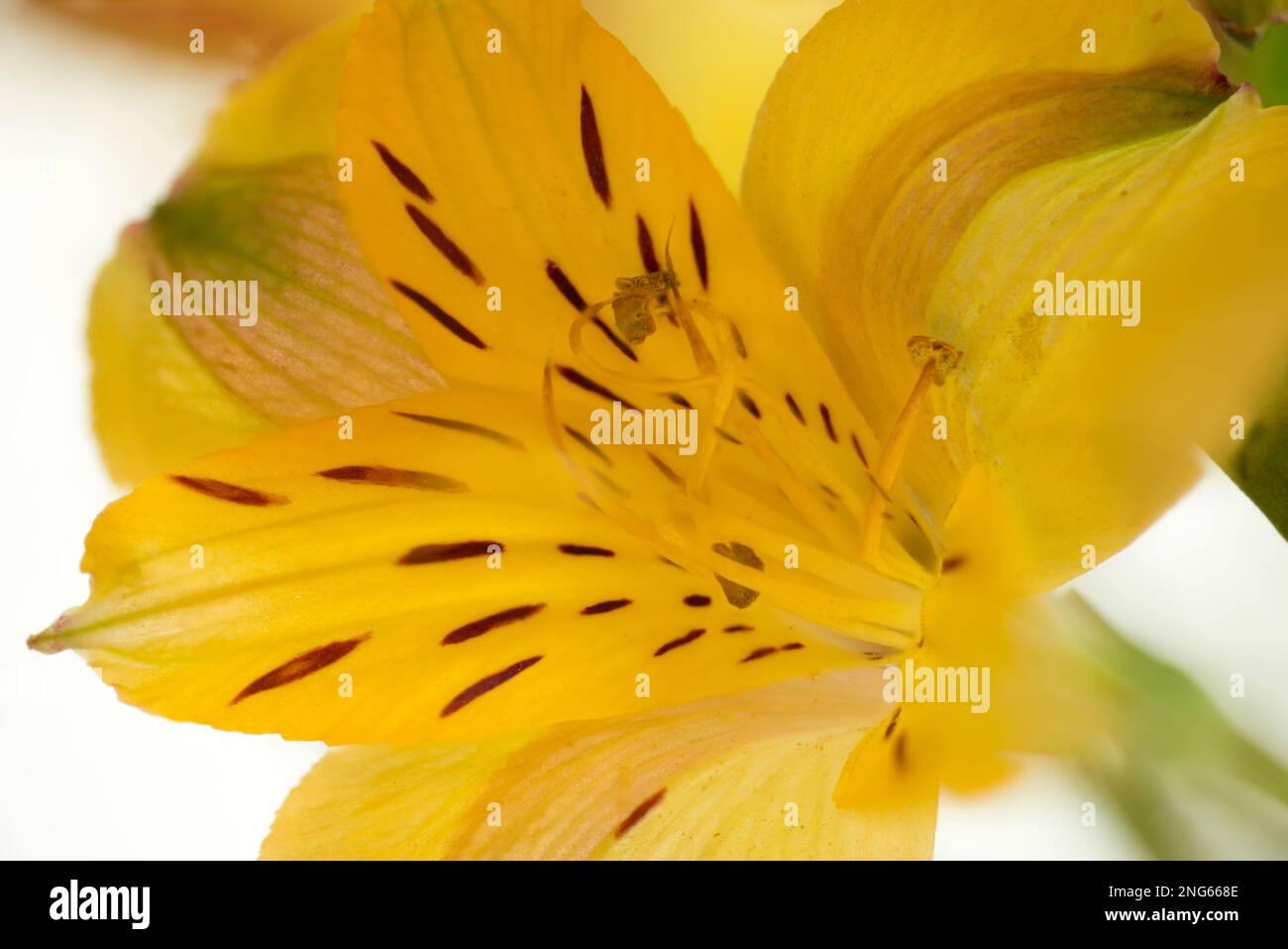 Immagine di primo piano di un fiore giallo di Alstroemeria su sfondo bianco illuminato Foto Stock